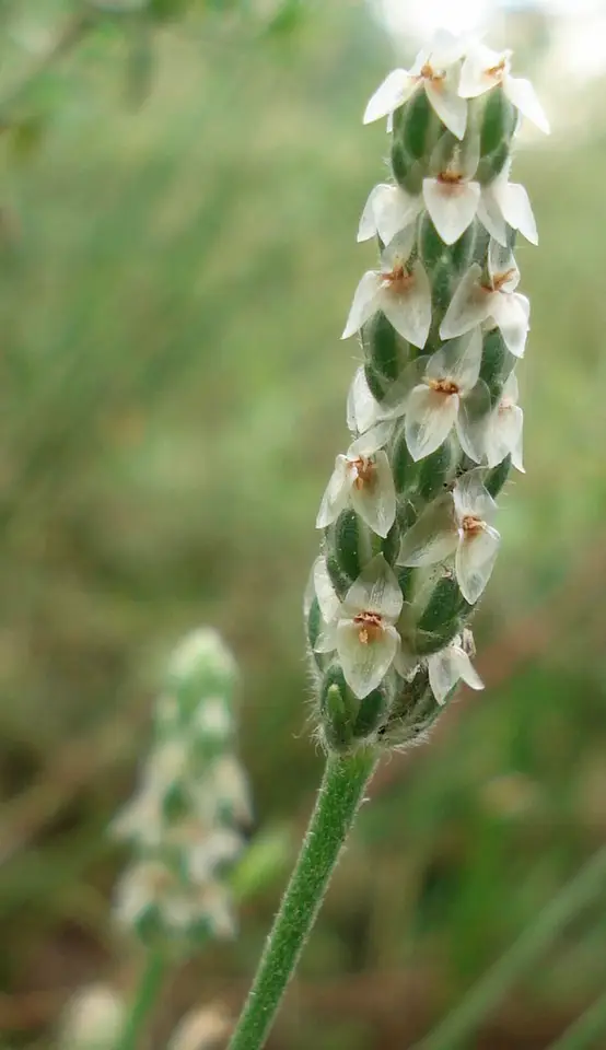 Wright's Plantain (Plantago wrightiana)