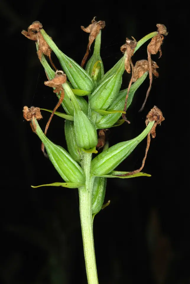White-Fringed Orchid (Platanthera blephariglottis)