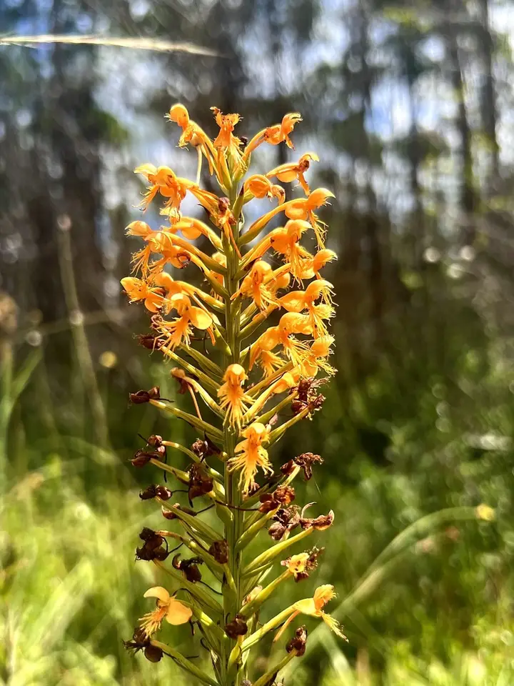 Chapman's Fringed Orchid (Platanthera chapmanii)