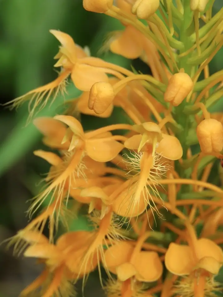 Orange-Fringed Orchid (Platanthera ciliaris)
