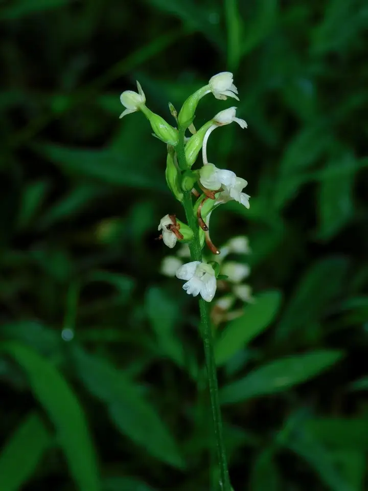 Small Green Wood Orchid (Platanthera clavellata)