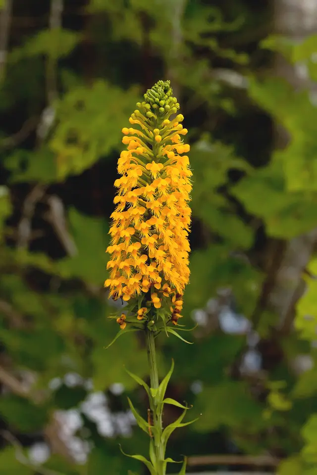 Orange Crested Orchid (Platanthera cristata)