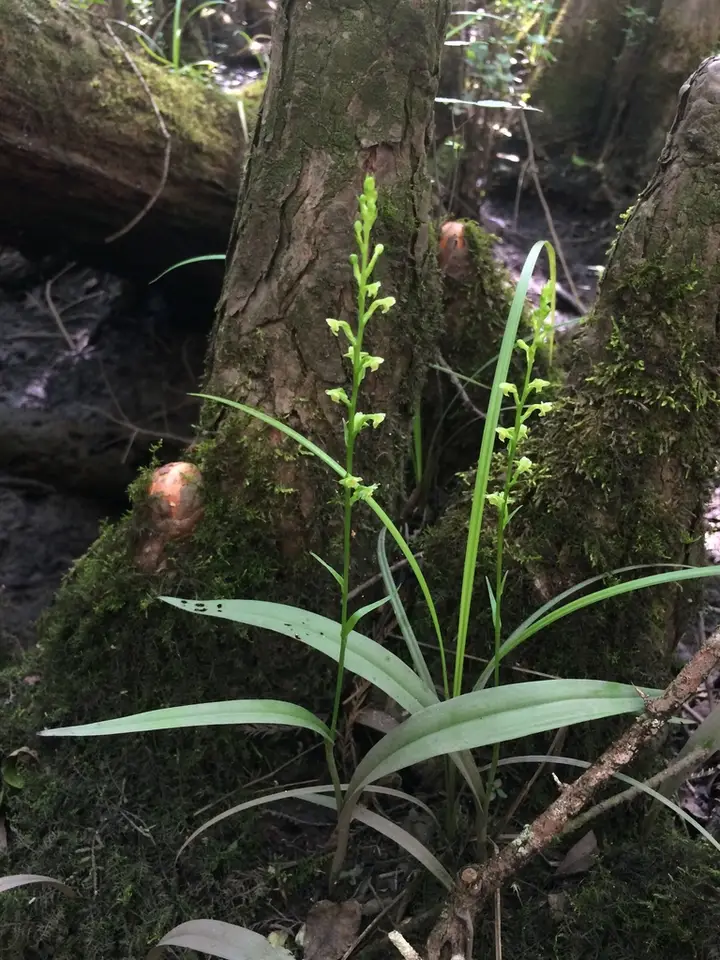 Pale Green Orchid (Platanthera flava)