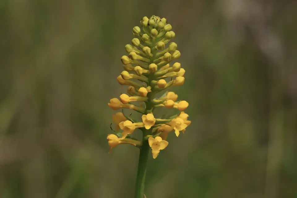 Yellow Fringeless Orchid (Platanthera integra)