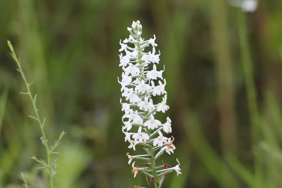 Snowy Orchid (Platanthera nivea)