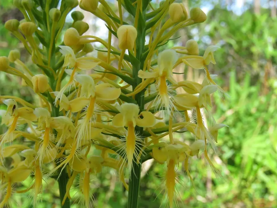 Bicolor Bog Orchid (Platanthera × bicolor)