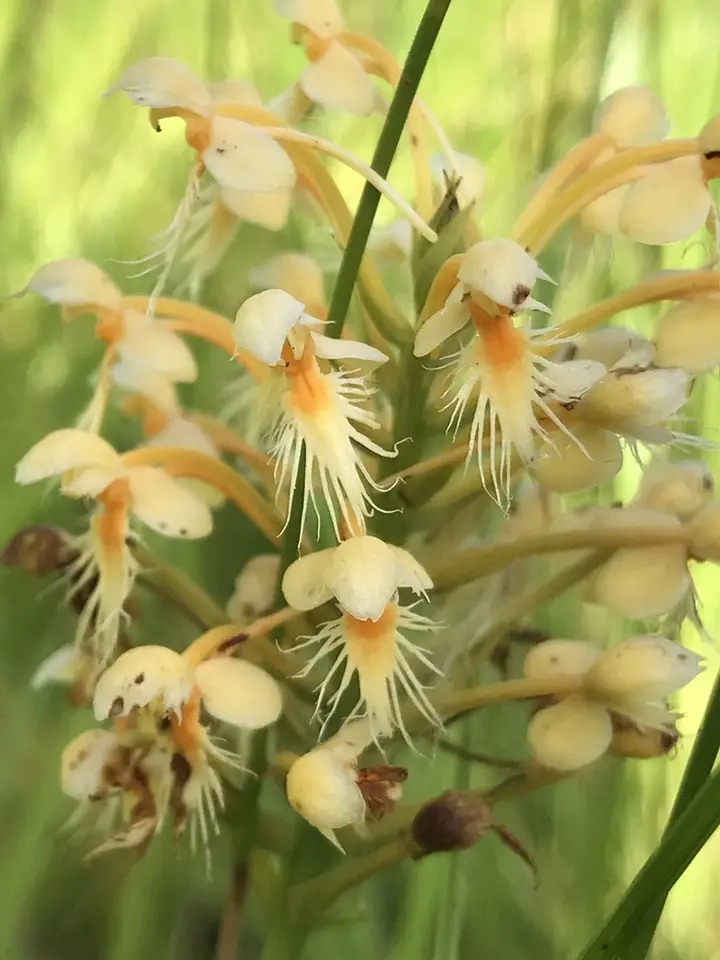 Platanthera × corderorum (Platanthera × corderorum)