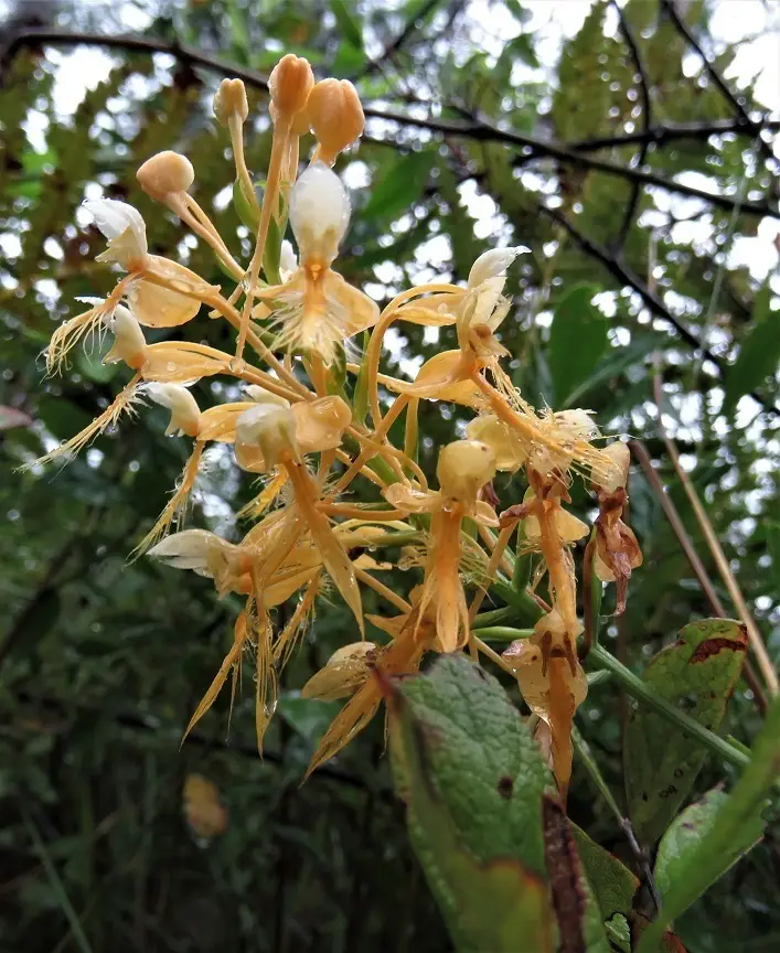 Platanthera × lueri (Platanthera × lueri)