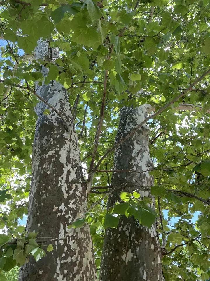 American Sycamore (Platanus occidentalis)