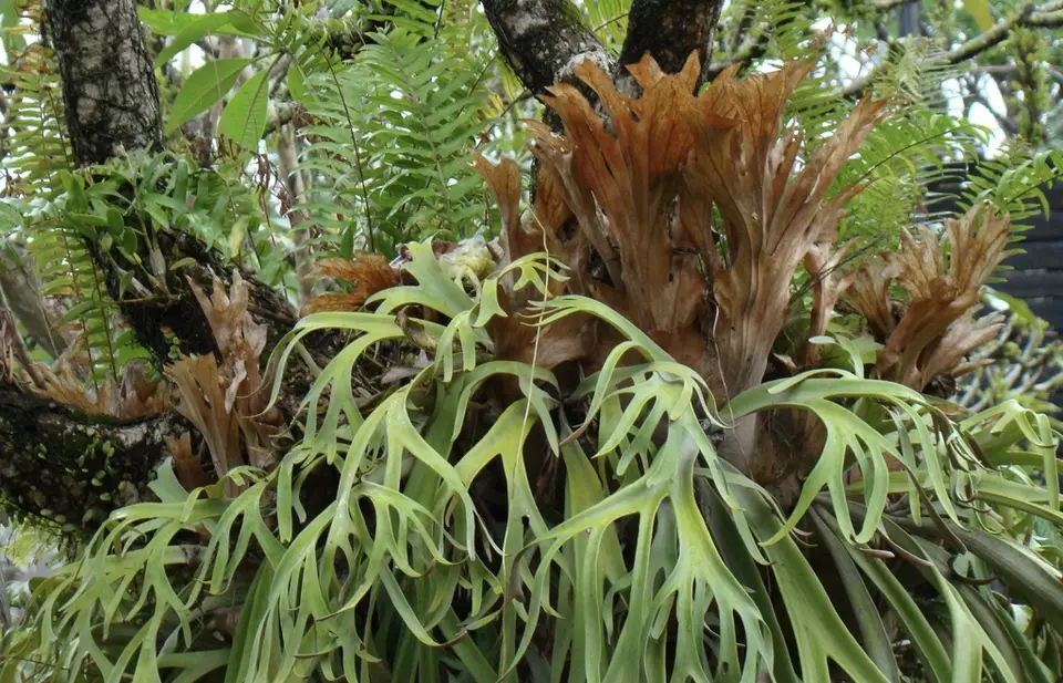 Elkhorn Fern (Platycerium bifurcatum)