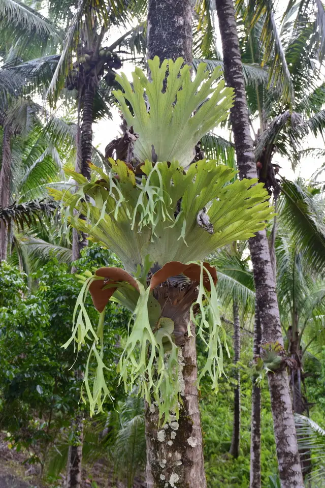 Platycerium grande (Platycerium grande)