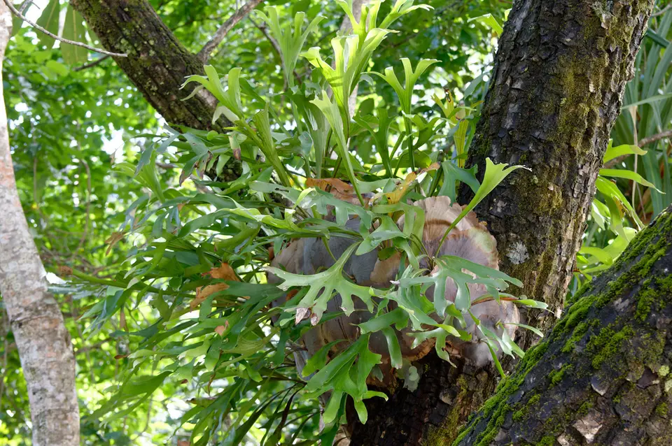 Elkhorn Fern (Platycerium hillii)