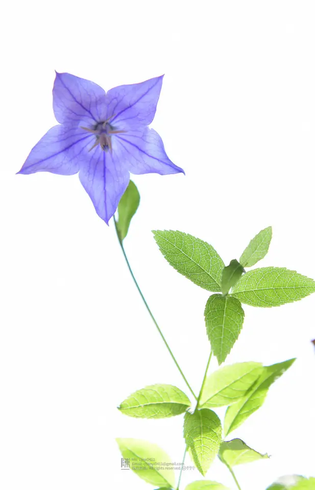 Balloon Flower (Platycodon grandiflorus)