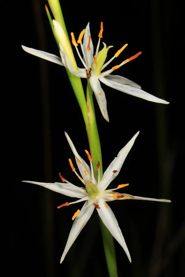 Rush Featherling (Pleea tenuifolia)
