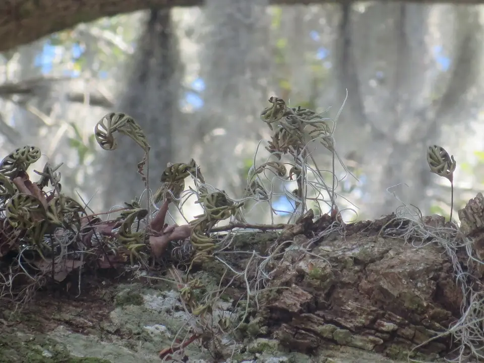 Resurrection Fern (Pleopeltis michauxiana)