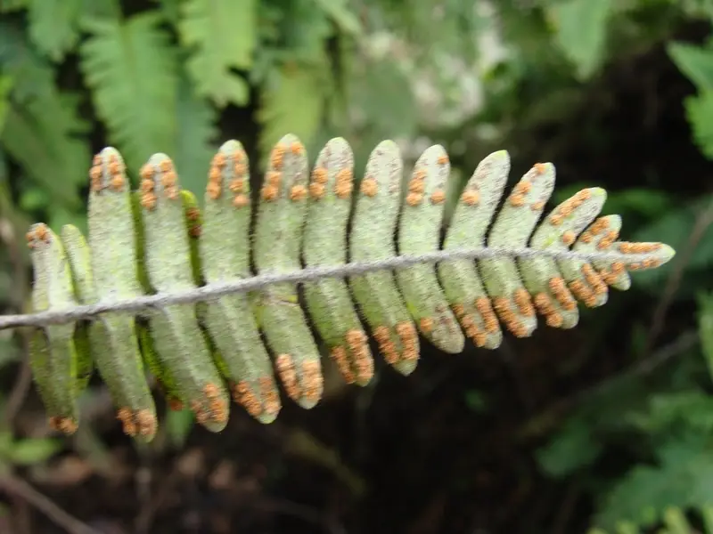 Tropical Resurrection Fern (Pleopeltis polypodioides)