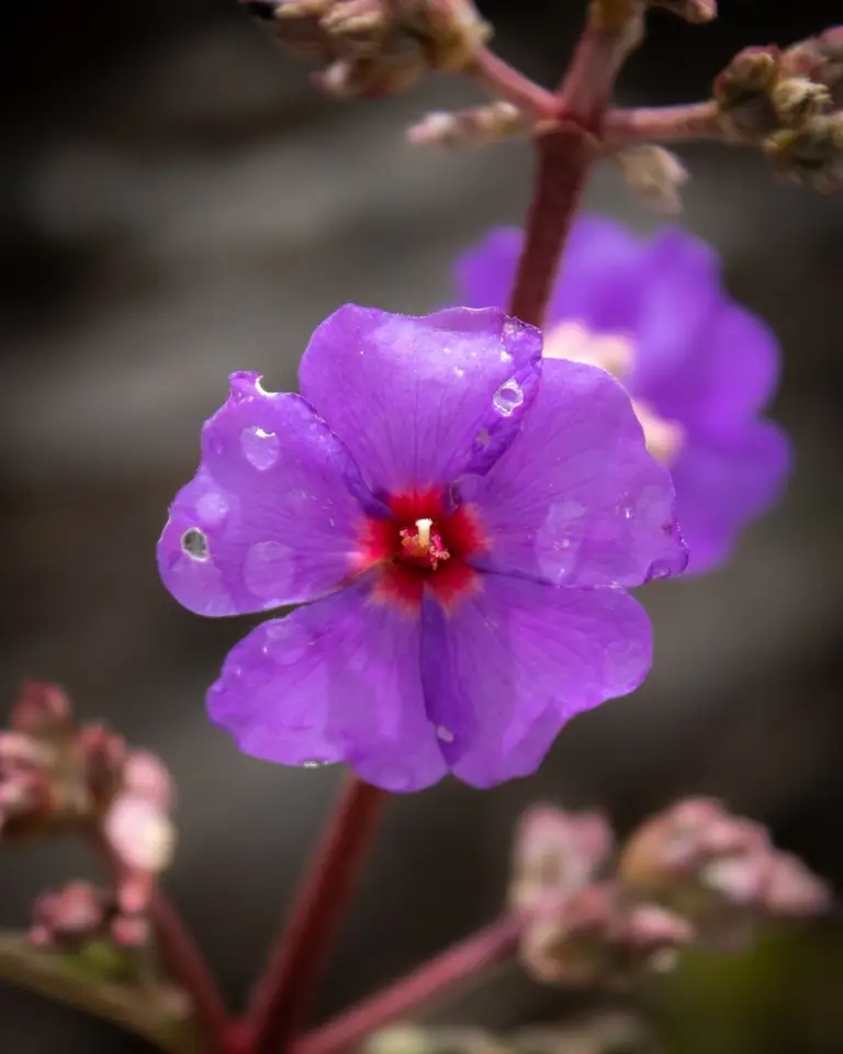 Silverleafed Princess Flower (Pleroma heteromallum)