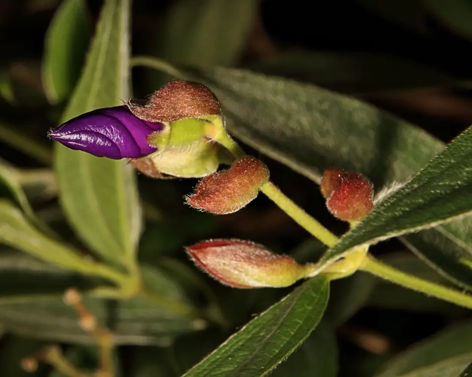 Glory Bush (Pleroma semidecandrum)