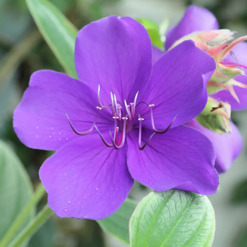 Glory Bush (Pleroma urvilleanum)