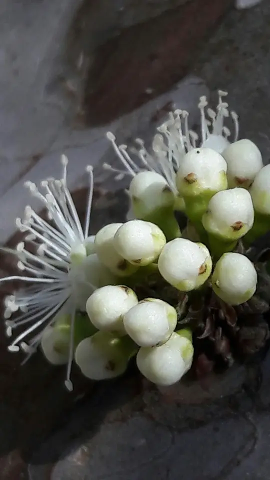 Jaboticaba (Plinia cauliflora)