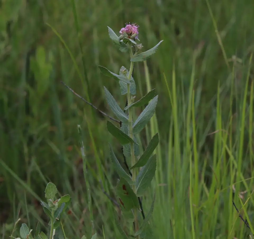 Rosy Camphorweed (Pluchea baccharis)