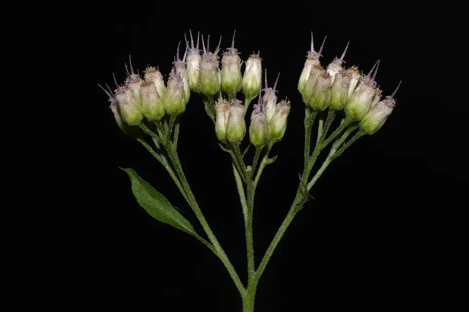 Camphor-Weed (Pluchea camphorata)