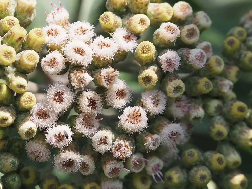 Cure-For-All (Pluchea carolinensis)