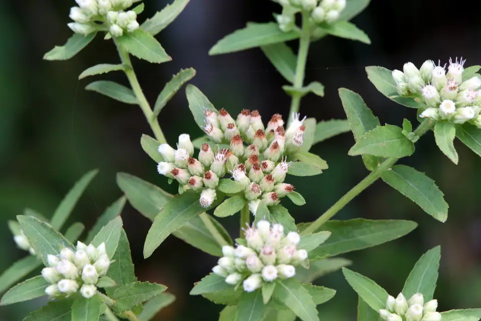 Stinking Camphorweed (Pluchea foetida)