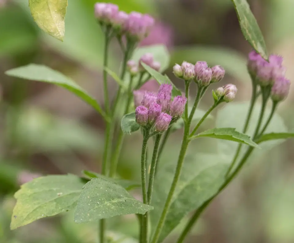Marsh Fleabane (Pluchea odorata)