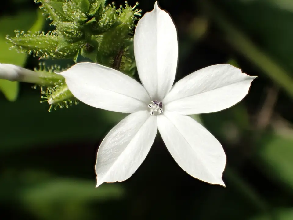Wild Leadwort (Plumbago zeylanica)