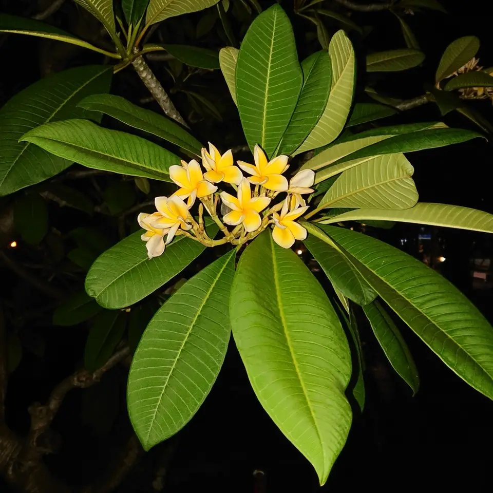 Plumeria acuminata (Plumeria acuminata)