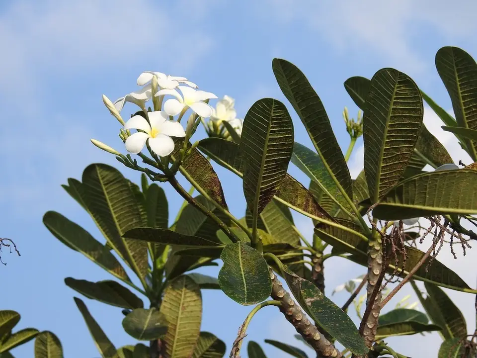 Singapore Graveyard Flower (Plumeria obtusa)