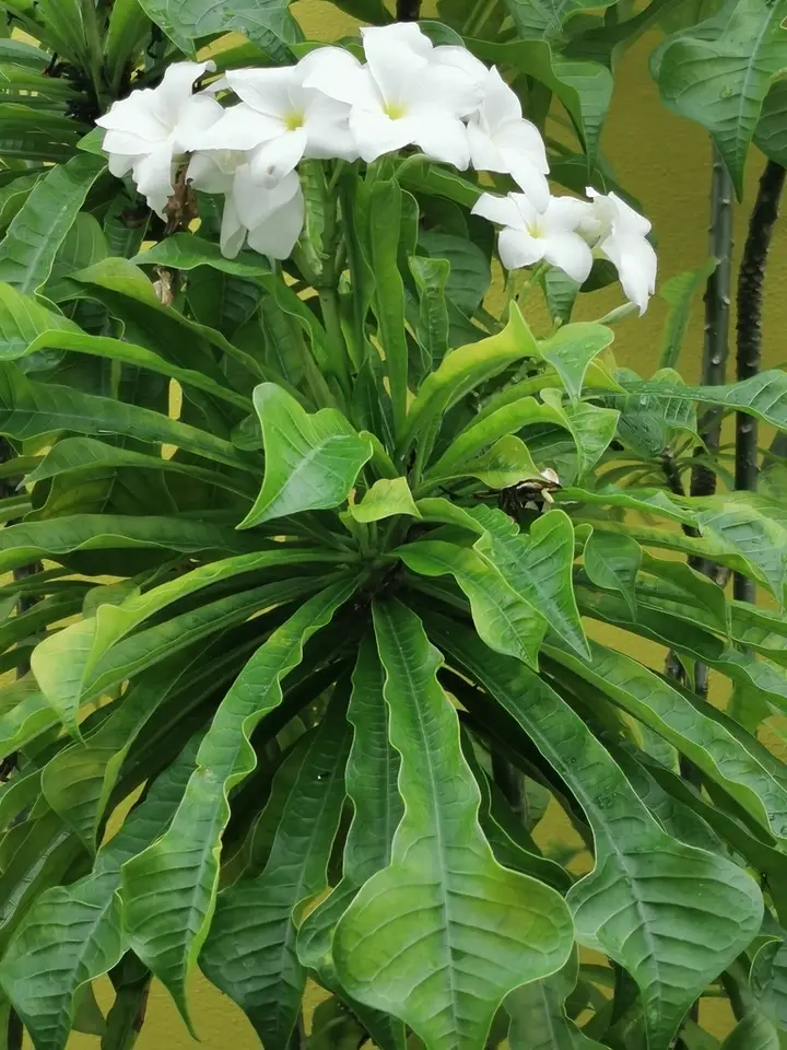 Hammerleaf Frangipani (Plumeria pudica)