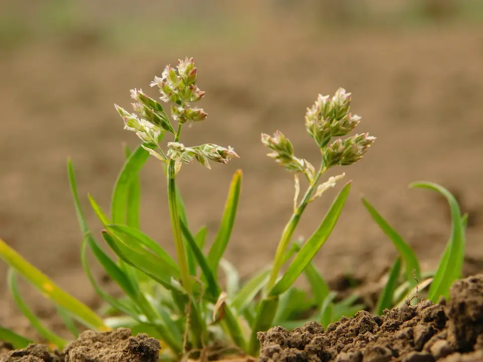 Annual Meadow-Grass (Poa annua)