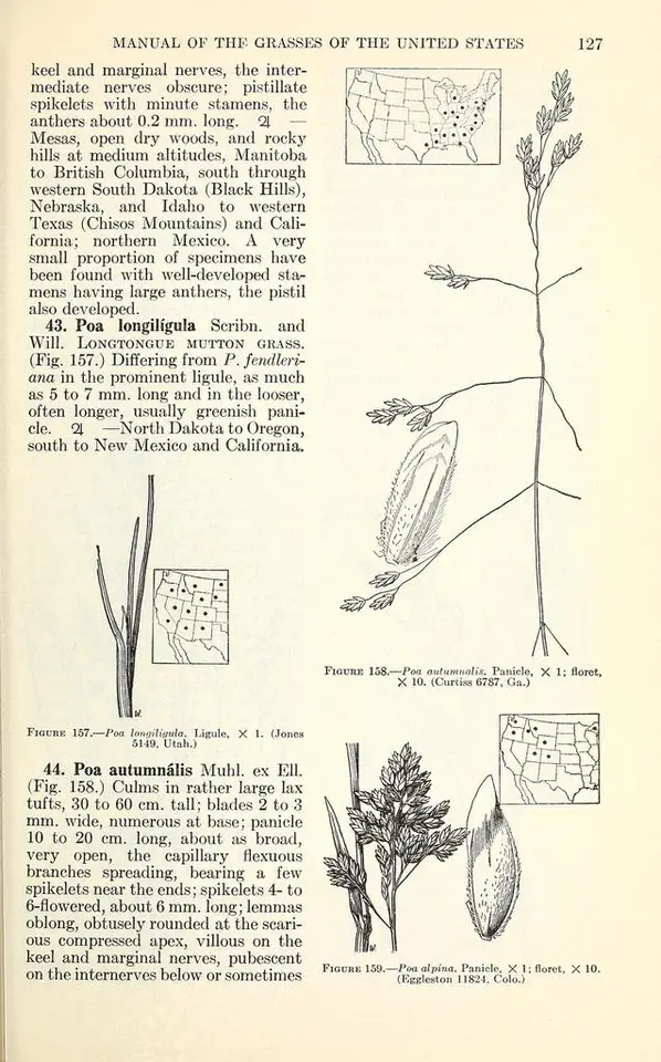 Autumn Bluegrass (Poa autumnalis)