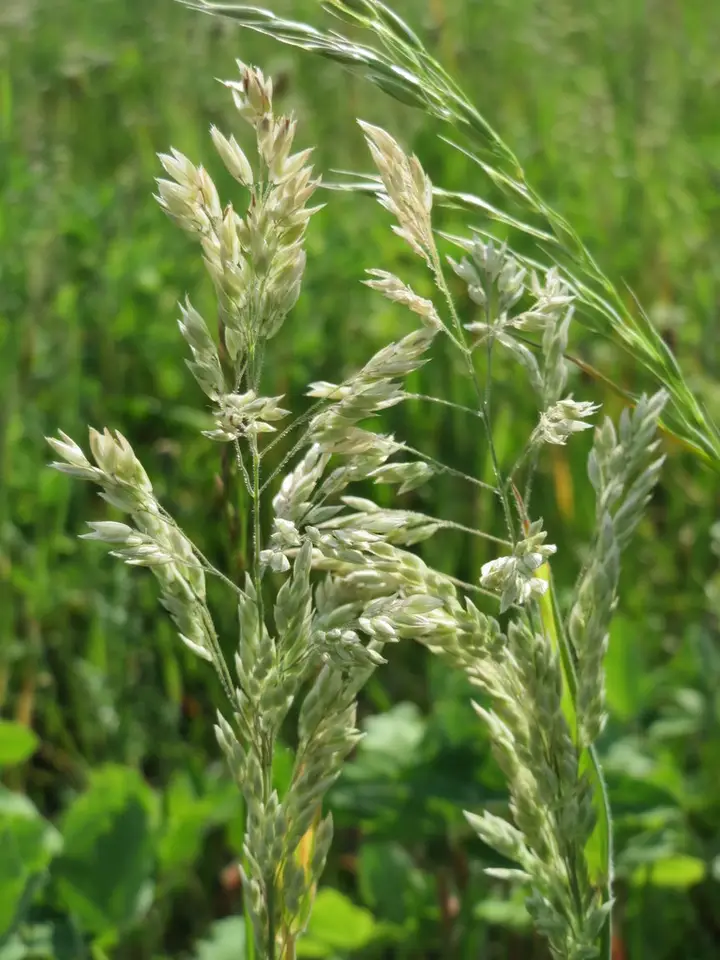 Kentucky Bluegrass (Poa pratensis)