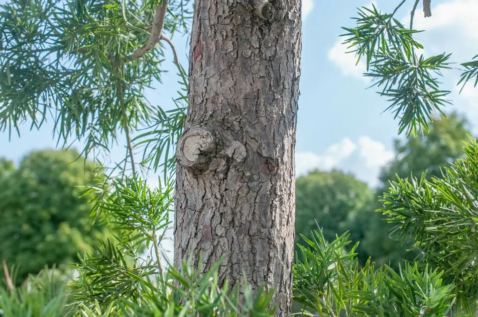 Kusamaki (Podocarpus macrophyllus)