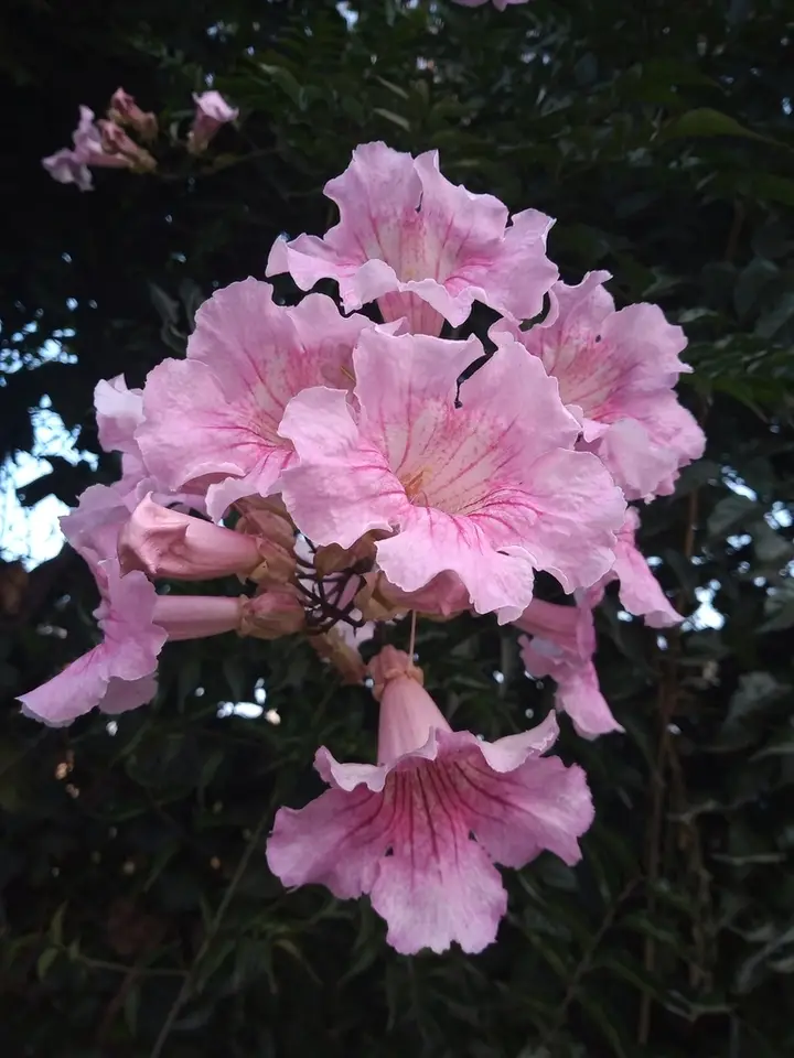 Pink Trumpet Vine (Podranea ricasoliana)