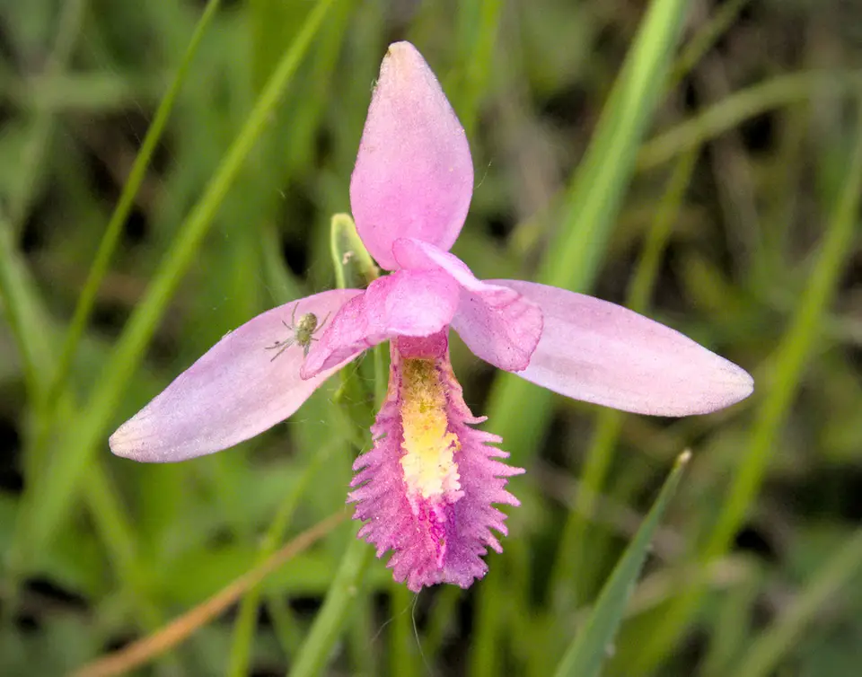 Rose Pogonia (Pogonia ophioglossoides)