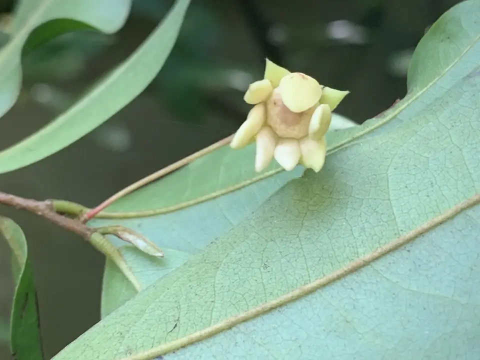 Corky Debbar Tree (Polyalthia suberosa)