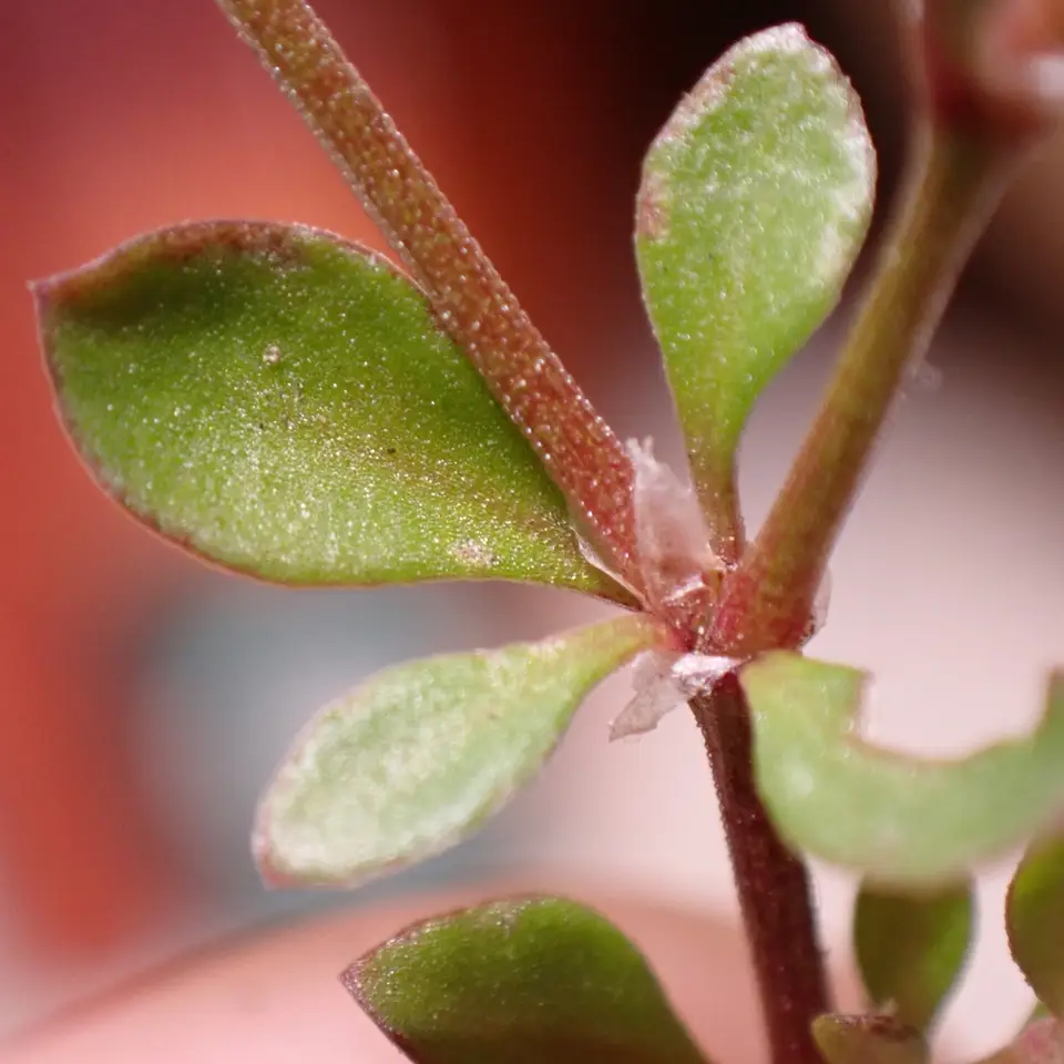 Fourleaf Manyseed (Polycarpon tetraphyllum)