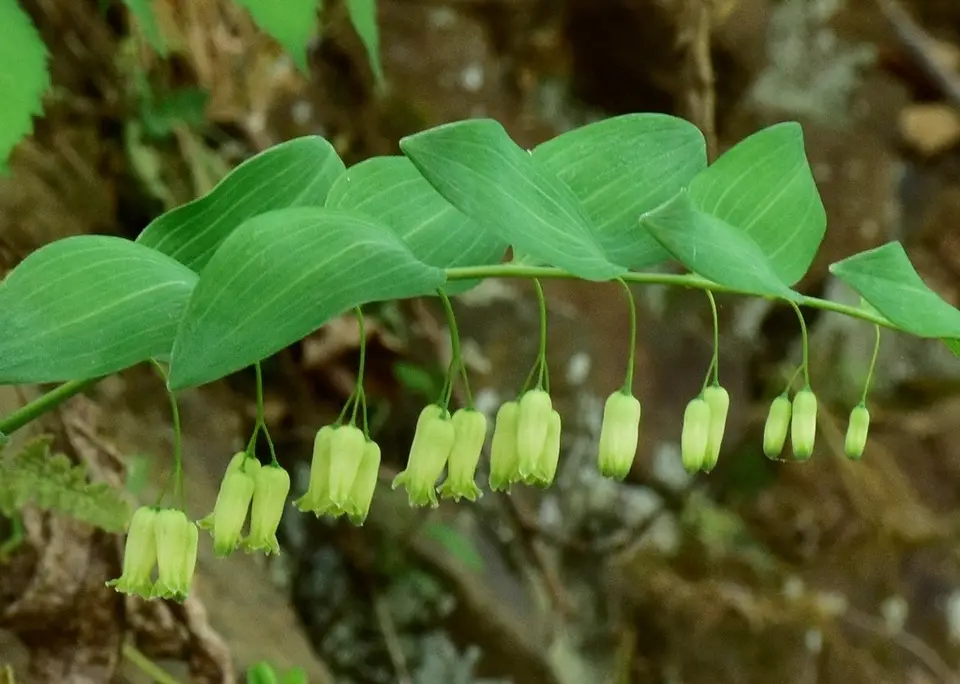 Smooth Solomon's Seal (Polygonatum biflorum)