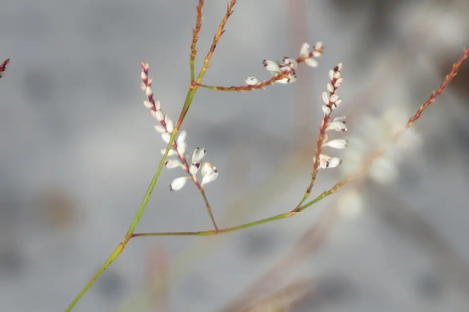 Florida Jointweed (Polygonella basiramia)