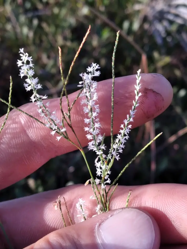 Fringed Jointweed (Polygonella ciliata)