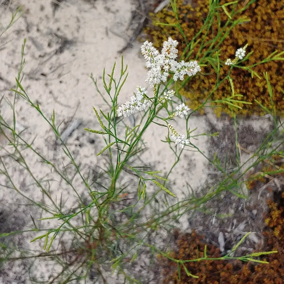 Sandhill Jointweed (Polygonella fimbriata)