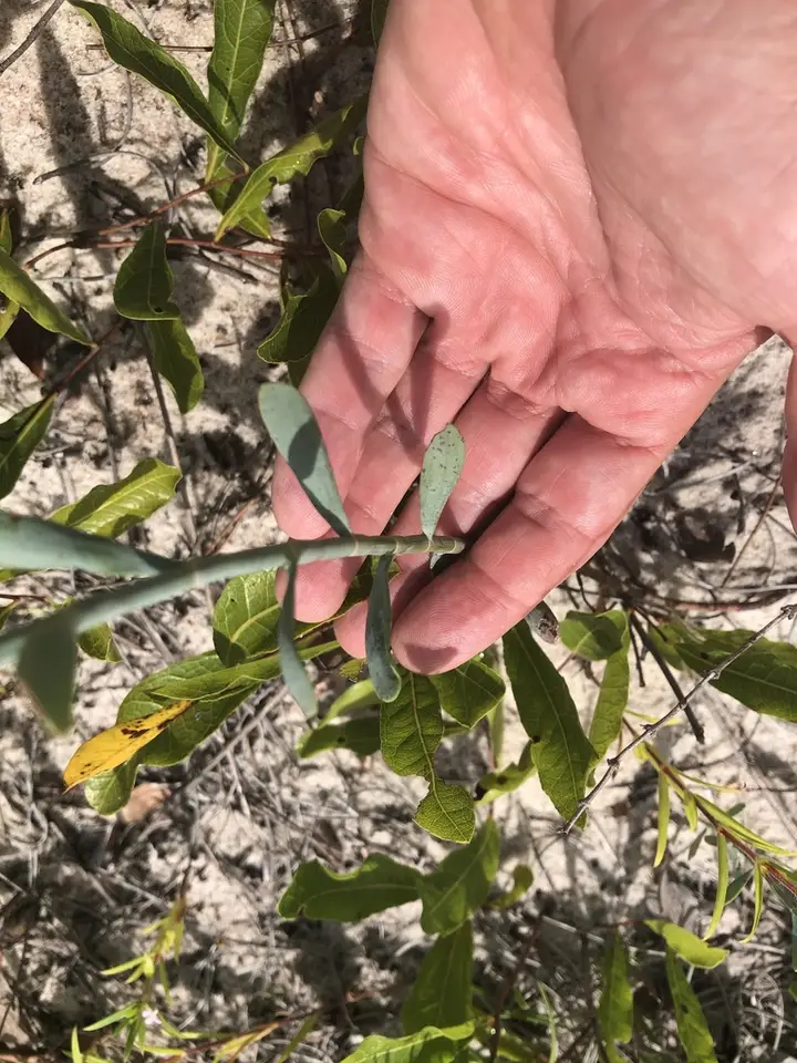 Tall Jointweed (Polygonella gracilis)