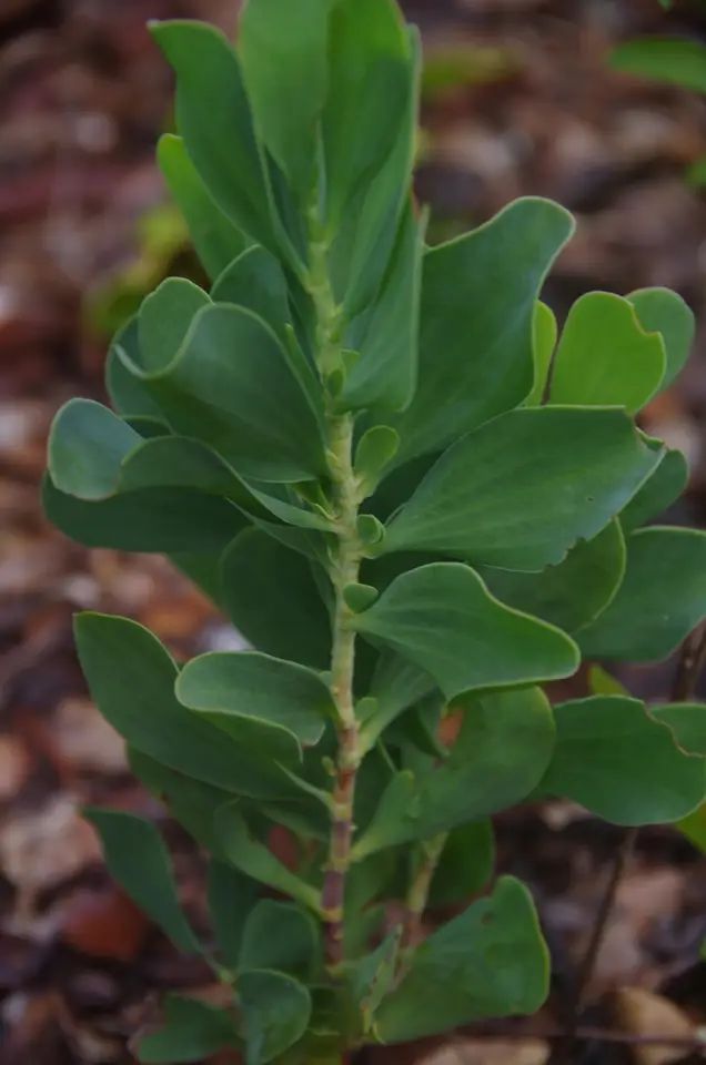 Largeleaf Jointweed (Polygonella macrophylla)