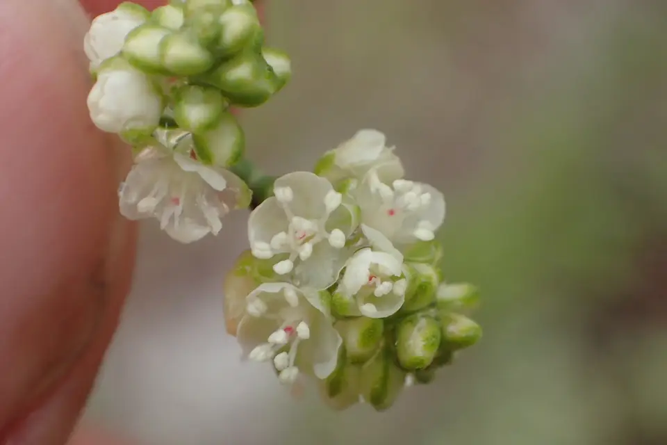 Small's Jointweed (Polygonella myriophylla)