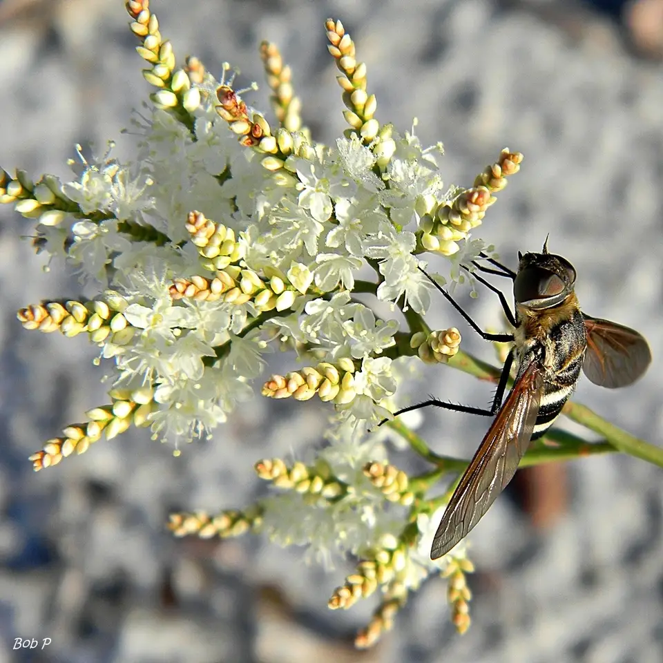October Flower (Polygonella polygama)