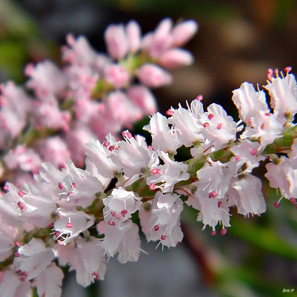 Sandhill Wireweed (Polygonella robusta)